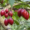 Tamarillo Live Plant - Tree Tomato (Solanum betaceum) 4-8" Tall - Fruit Plant for Garden & Containers - Image 1