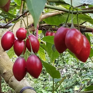 Tamarillo Live Plant - Tree Tomato (Solanum betaceum) 4-8" Tall - Fruit Plant for Garden & Containers - Image 1