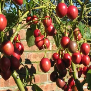 Tamarillo Live Plant - Tree Tomato (Solanum betaceum) 4-8