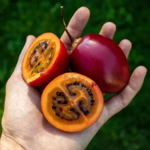 Tamarillo Live Plant - Tree Tomato (Solanum betaceum) 4-8