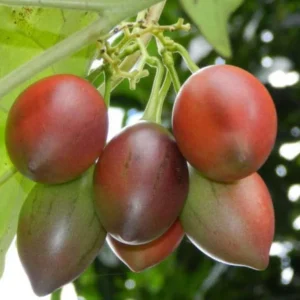 Tamarillo Live Plant - Tree Tomato (Solanum betaceum) 4-8