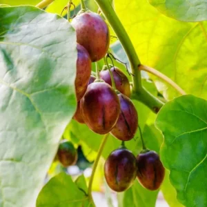Tamarillo Live Plant - Tree Tomato (Solanum betaceum) 4-8