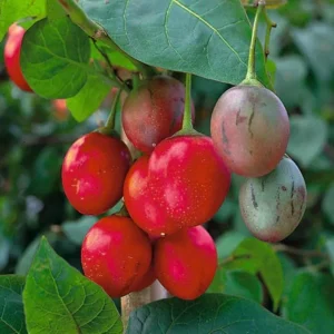 Tamarillo Live Plant - Tree Tomato (Solanum betaceum) 4-8