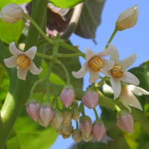 Tamarillo Live Plant - Tree Tomato (Solanum betaceum) 4-8