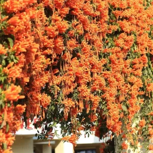 Tangerine Beauty Crossvine Live Plants - 2 Pack, 4-6