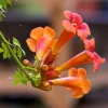 Tangerine Beauty Crossvine Live Plants - 2 Pack, 4-6" Tall, Orange-Red Flowers, Outdoor Climber - Image 1