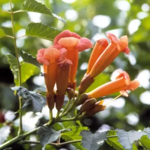 Tangerine Beauty Crossvine Live Plants - 2 Pack, 4-6