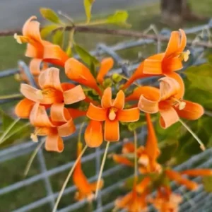 Tangerine Beauty Crossvine Live Plants - 2 Pack, 4-6