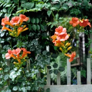 Tangerine Beauty Crossvine Live Plants - 2 Pack, 4-6
