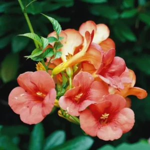 Tangerine Beauty Crossvine Live Plants - 2 Pack, 4-6