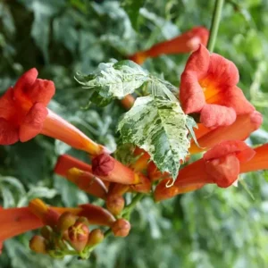 Tangerine Beauty Crossvine Live Plants - 2 Pack, 4-6