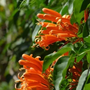 Tangerine Beauty Crossvine Live Plants - 2 Pack, 4-6
