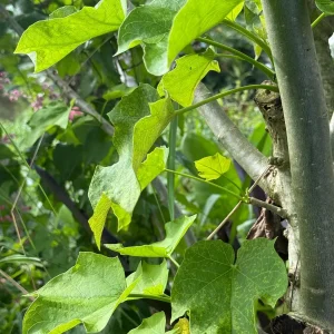 Tartago Crown-of-Thorns Seeds – Euphorbia lathyris – 10 Seeds - Image 1