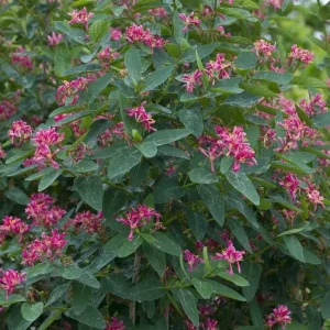 Tatarian Pink Honeysuckle Live Plant - 4'' Pot - Deciduous Shrub - Image 3