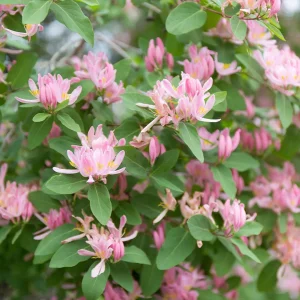 Tatarian Pink Honeysuckle Live Plant - 4'' Pot - Deciduous Shrub - Image 7