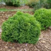 Tater Tot Arborvitae Live Plant - 4" Pot - Dwarf Globe Thuja - Image 1