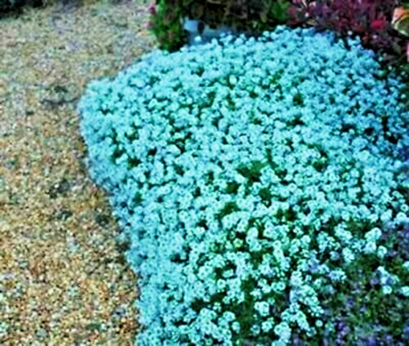 Teal Alyssum Seeds - Sweet Carpet Flower, Very Easy to Grow, Indoor/Outdoor - Image 2