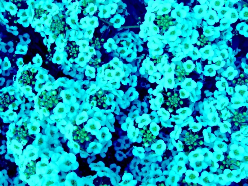 Teal Alyssum Seeds - Sweet Carpet Flower, Very Easy to Grow, Indoor/Outdoor - Image 1