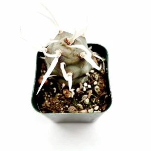 Tephrocactus articulatus 'Paper Spine Cactus' Live Succulent Plant - Image 3