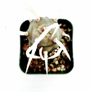 Tephrocactus articulatus 'Paper Spine Cactus' Live Succulent Plant - Image 5