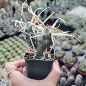 Tephrocactus articulatus 'Paper Spine Cactus' Live Succulent Plant - Image 7