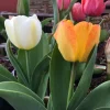 Tequila Sunrise Mixture Tulip Bulbs - 450 Bulk Pack, Triumph Tulipa, Zones 3-8 - Image 1