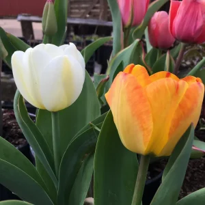 Tequila Sunrise Mixture Tulip Bulbs - 450 Bulk Pack, Triumph Tulipa, Zones 3-8 - Image 2