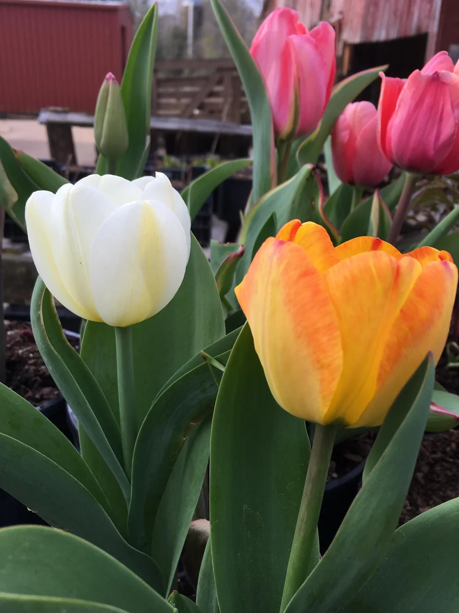 Tequila Sunrise Mixture Tulip Bulbs - 450 Bulk Pack, Triumph Tulipa, Zones 3-8 - Image 2