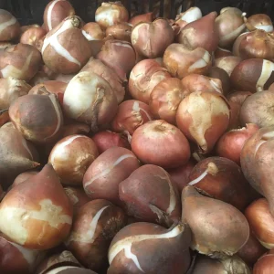 Tequila Sunrise Mixture Tulip Bulbs - 450 Bulk Pack, Triumph Tulipa, Zones 3-8 - Image 3