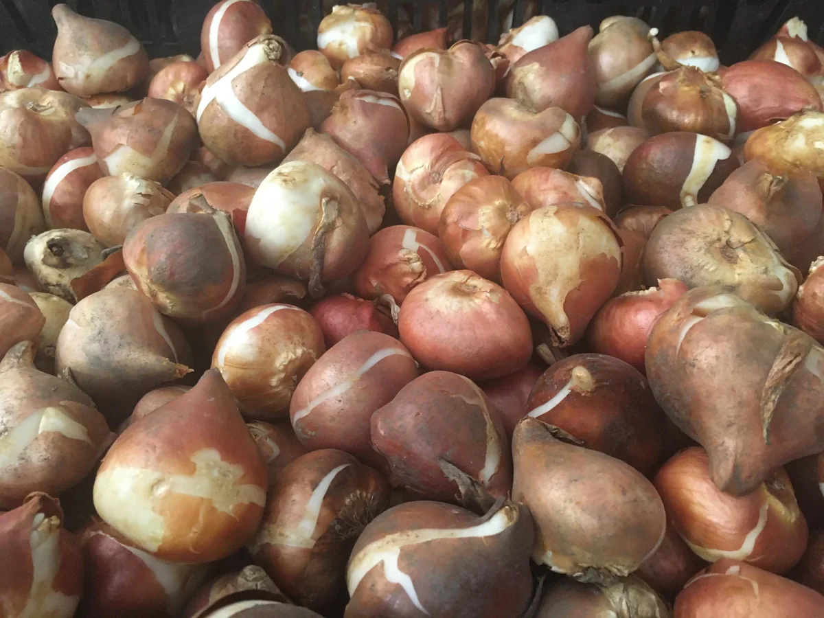 Tequila Sunrise Mixture Tulip Bulbs - 450 Bulk Pack, Triumph Tulipa, Zones 3-8 - Image 3