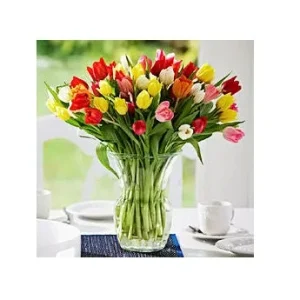 Tequila Sunrise Mixture Tulip Bulbs - Darwin Hybrid - 12/+cm - Zone 2-8 - Image 2