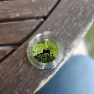 Terrarium Kit - Complete DIY Miniature Garden for Indoor Plants - Image 3