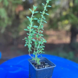 Teucrium Chamaedrys Germander Live Plant – 3 1/4