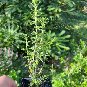 Teucrium Chamaedrys Germander Live Plant – 3 1/4