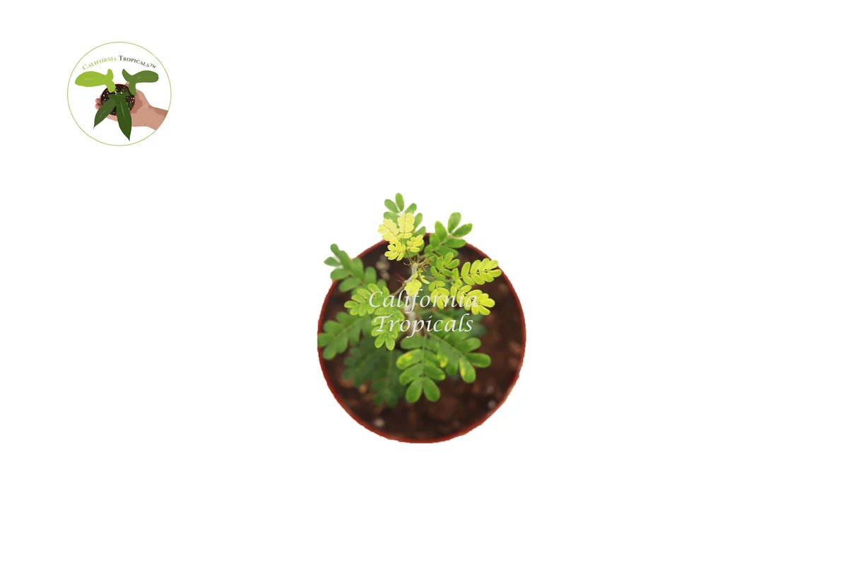 Texas Ebony Live Plant - 4 inch Pot - Drought Tolerant Tree - Image 2