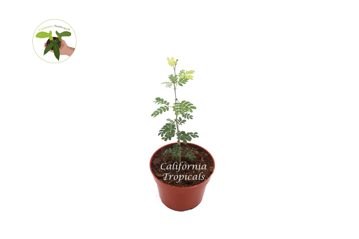 Texas Ebony Live Plant - 4 inch Pot - Drought Tolerant Tree - Image 1