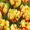Texas Flame Parrot Tulip Bulbs - 18-22" Tall, Zone 2-8, Late Spring Blooms - Image 1