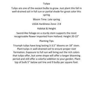 Texas Flame Parrot Tulip Bulbs - 18-22