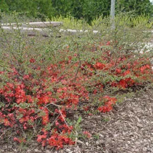 Texas Scarlet Flowering Quince Live Plant – 3 Gallon Pot – Outdoor Shrub - Image 2