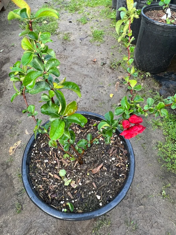 Texas Scarlet Flowering Quince Live Plant – 3 Gallon Pot – Outdoor Shrub - Image 3