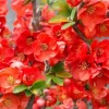 Texas Scarlet Flowering Quince Live Plant – 3 Gallon Pot – Outdoor Shrub - Image 1