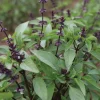 Thai Basil Seeds - Ocimum basilicum for Authentic Asian Cuisine - Image 1