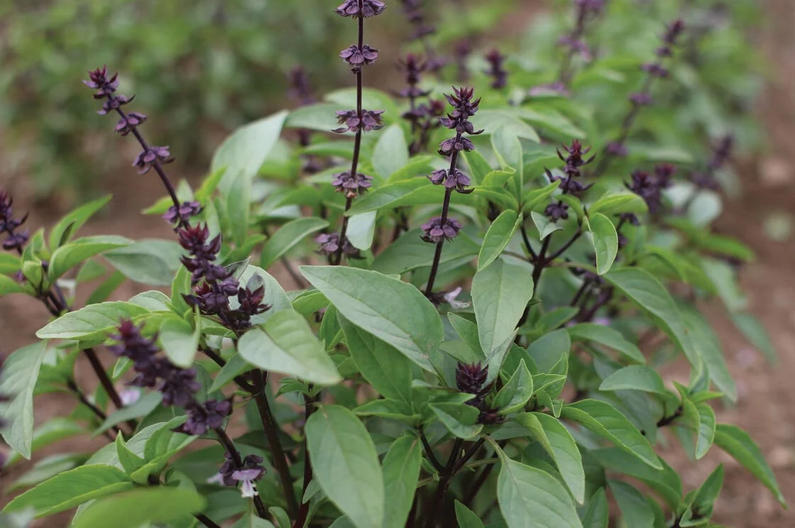 Thai Basil Seeds - Ocimum basilicum for Authentic Asian Cuisine - Image 1