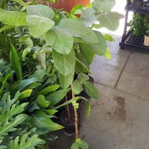Thai Guava Live Plant – 1 to 2 Feet Tall – Tropical Fruit Tree in 6 Inch Pot - Image 2