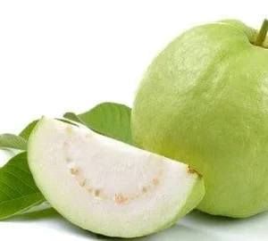 Thai Guava Live Plant – 1 to 2 Feet Tall – Tropical Fruit Tree in 6 Inch Pot - Image 1