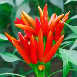 Thai Hot Pepper Bird Chili Seeds - 50+ Non-GMO Capsicum frutescens Seeds - Image 2