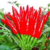 Thai Hot Pepper Bird Chili Seeds - 50+ Non-GMO Capsicum frutescens Seeds - Image 1