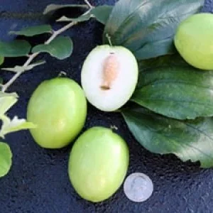 Thai Jujube Live Plant - Grafted Tree, 2-3 ft Tall, 3 Gallon Pot - Image 1