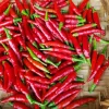 Thai Red Chili Seeds - Piri Piri Hot Pepper Seeds - Non-GMO Heirloom - Indoor/Outdoor - Image 1
