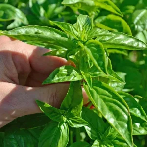Thai Sweet Basil Live Plant – Aromatic Culinary Herb Starter – Rooted – 12-24 Inches Tall - Image 3